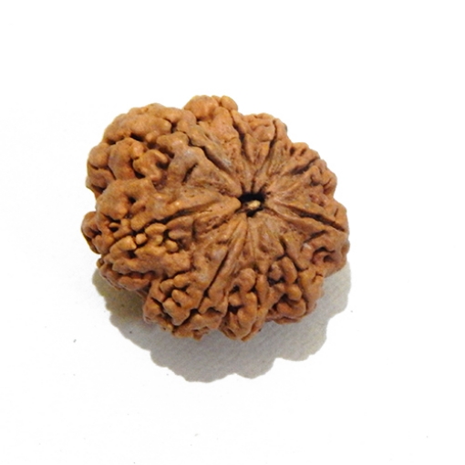 Nine Face Rudraksha