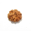 Nine Face Rudraksha