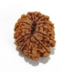 12 Mukhi Nepali Rudraksha