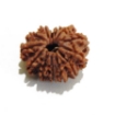 Thirteen Face Rudraksha