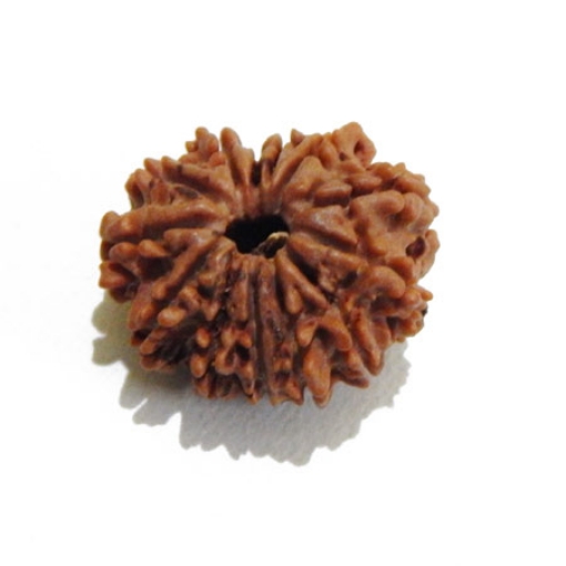 Thirteen Face Rudraksha