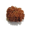Thirteen Face Rudraksha