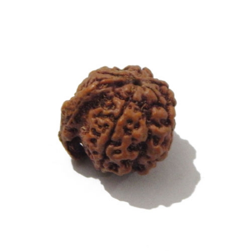 Ganesh Rudraksha