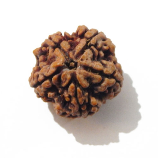 Five Face Big Size Rudraksha