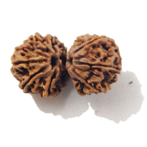 Gauri Shankar Rudraksha