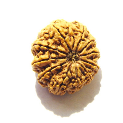 Eleven Face Nepali Rudraksha