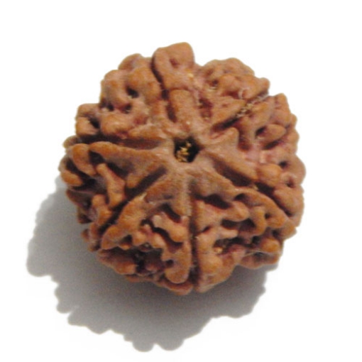 Six Face Rudraksha