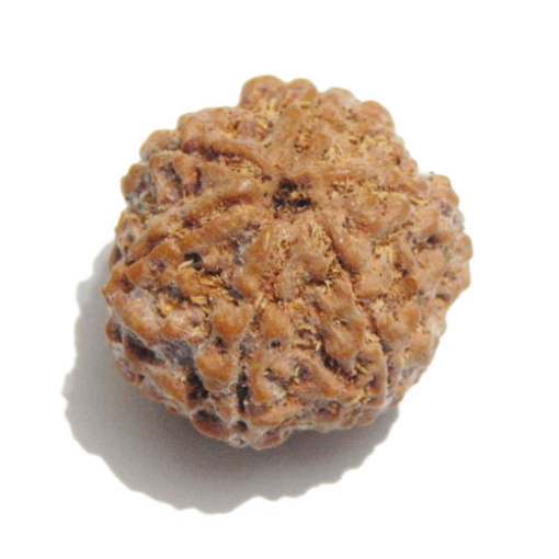 Six Face Rudraksha