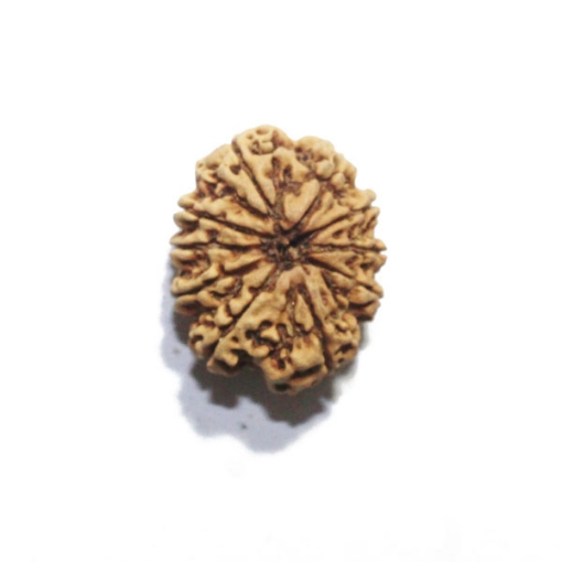 Ten Mukhi Nepali Rudraksha