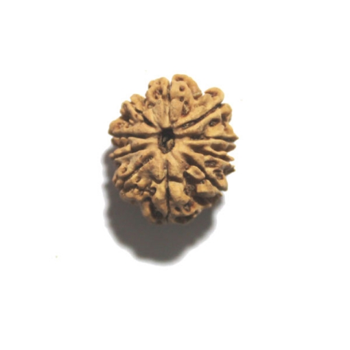 Ten Face Nepali Rudraksha 