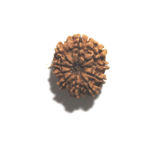 Ten Face Nepali Rudraksha 