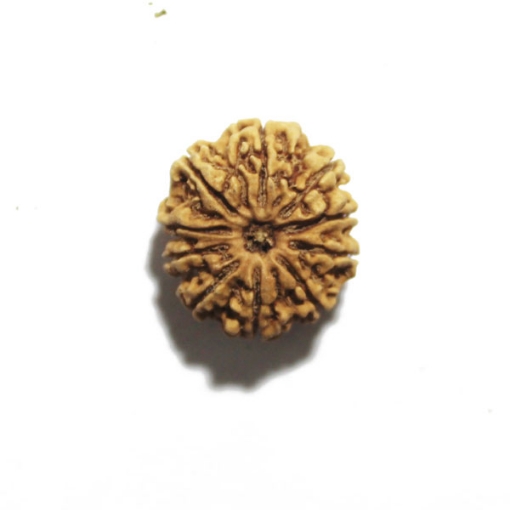 Ten Face Nepali Rudraksha 