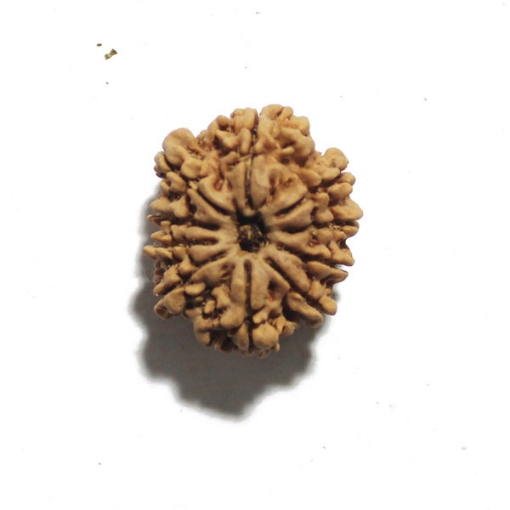Ten Face Nepali Rudraksha 