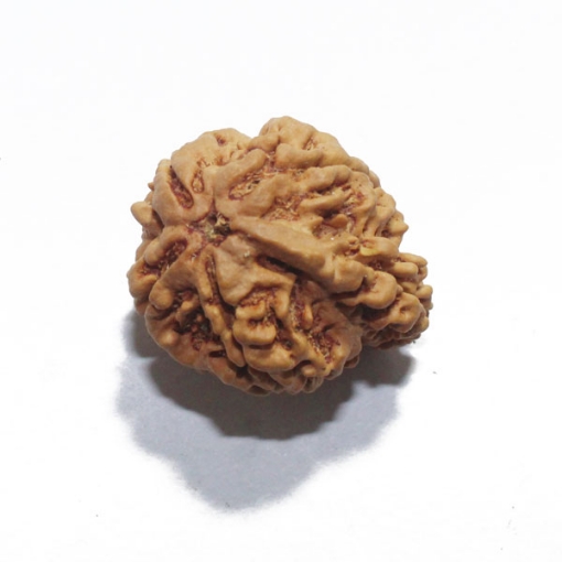 Ganesh Rudraksha