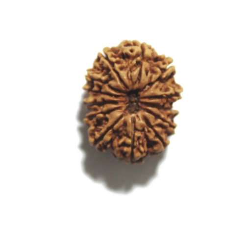 Thirteen Face (Mukhi)  Nepali Rudraksha