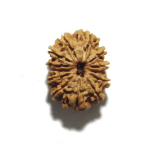 Thirteen Face (Mukhi)  Nepali Rudraksha