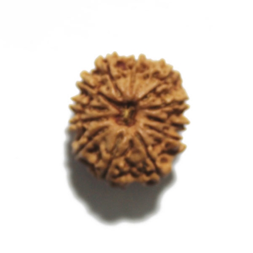 Twelve Face Nepali Rudraksha