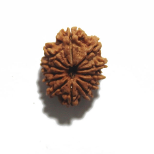 Twelve Face Nepali Rudraksha