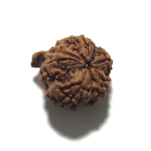 Ganesh Rudraksha
