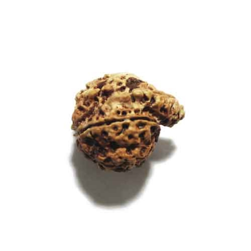 Ganesh Rudraksha