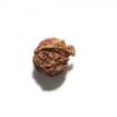 Ganesh Rudraksha