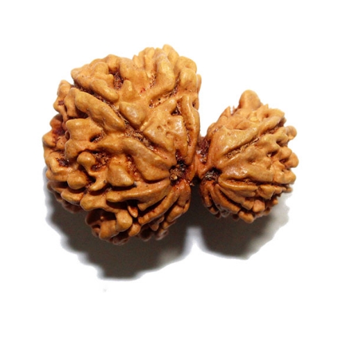 Gauri Shankar Rudraksha